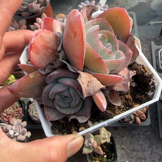 397布鲁蓝多肉植物多