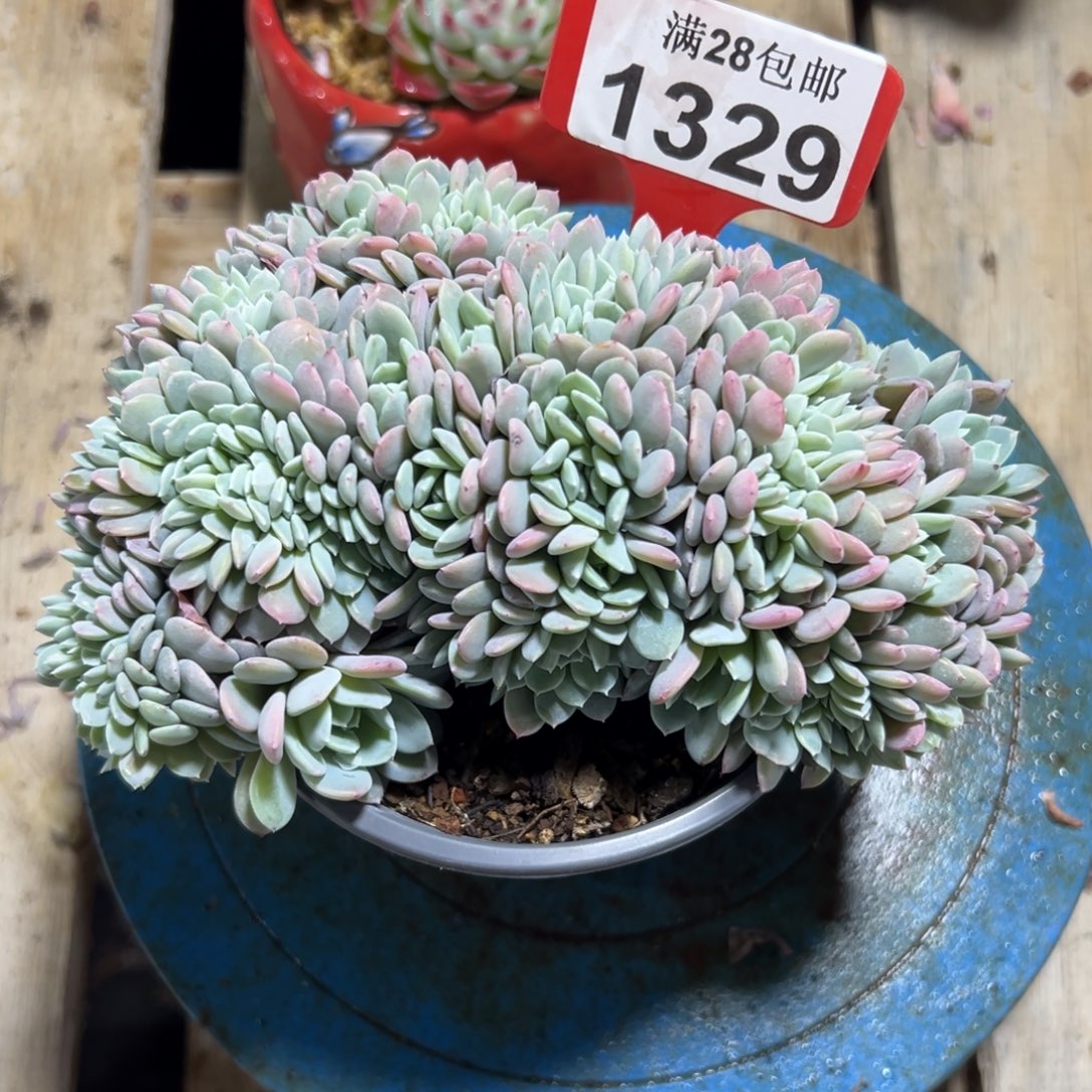 1329海棠花缀，冠服16