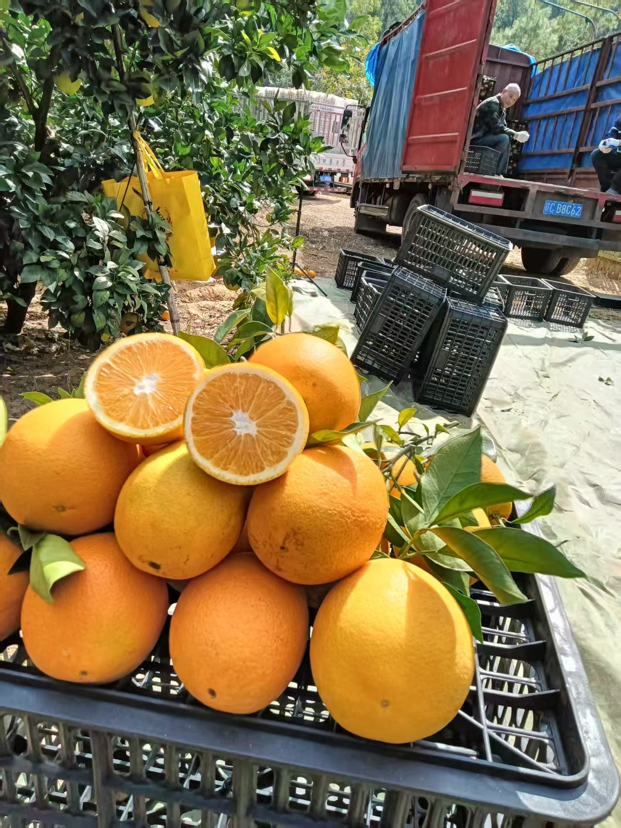 正宗江西赣南脐橙新鲜现摘香甜多汁产地直发水果橙子