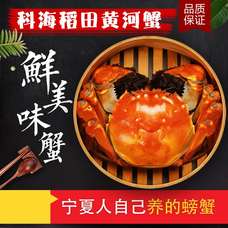 科海黄河蟹大闸蟹蟹礼款公母对半2两母2.5两公共10只海鲜