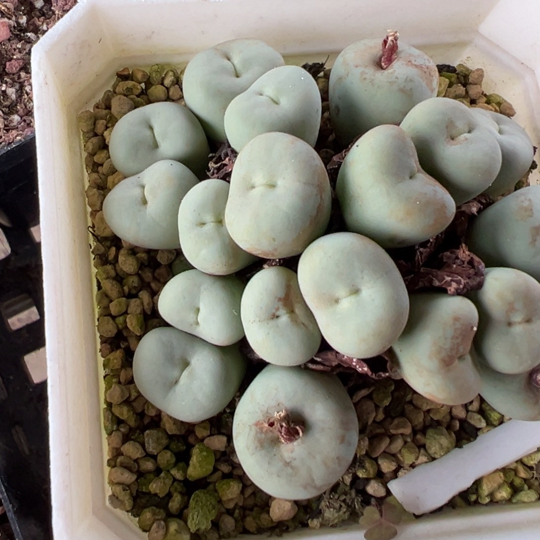 静***蓝29-184肉锥多肉植物，