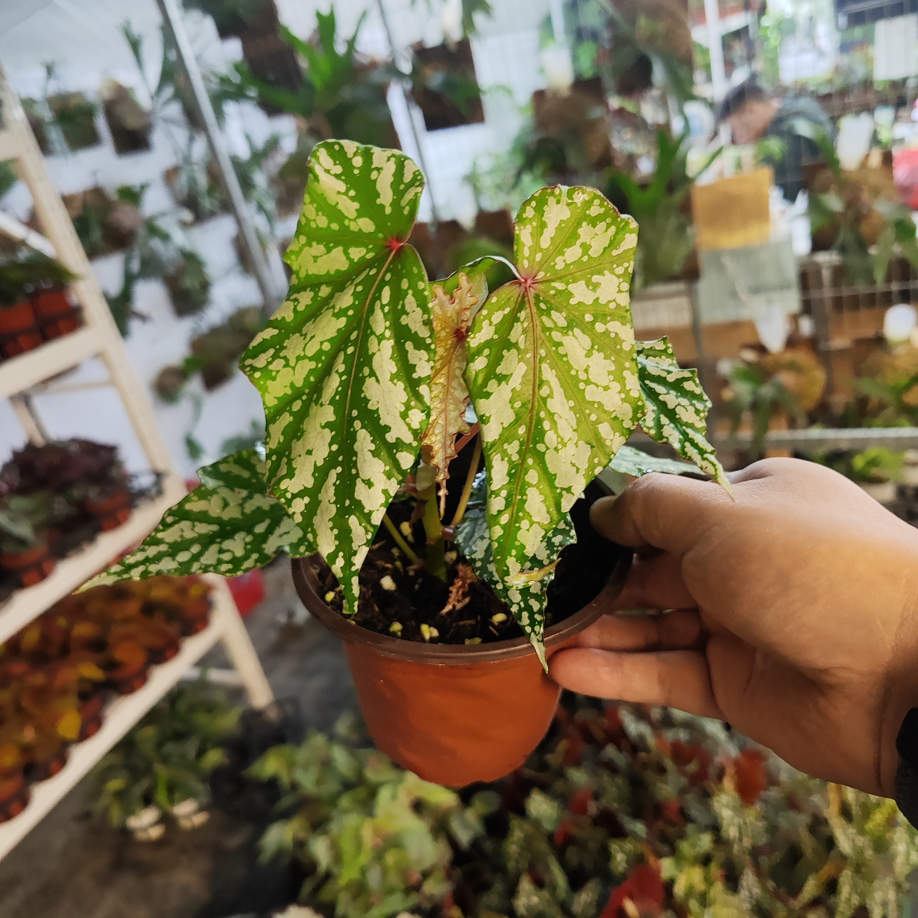 叶纳秋海棠室内观叶植物秋海棠盆栽好养