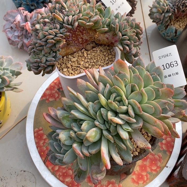 C***6全明星缀化多肉多肉2颗062、063