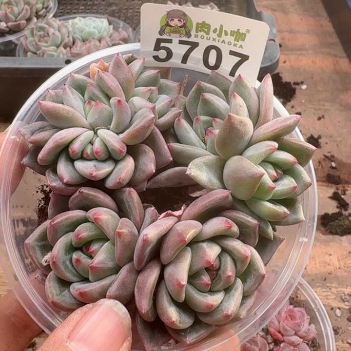 多肉植物多肉植物