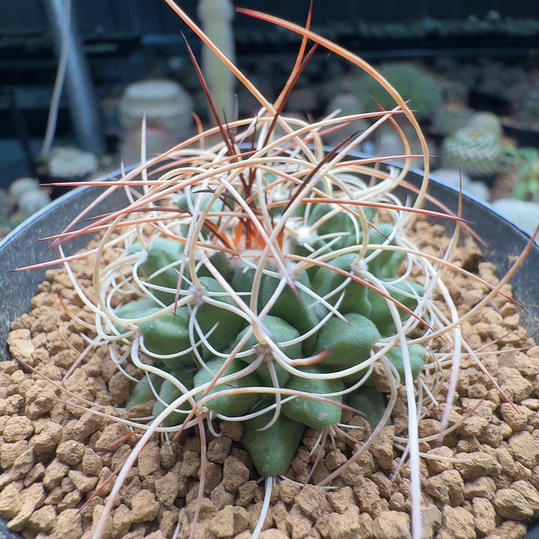 实生乳突脱土发货