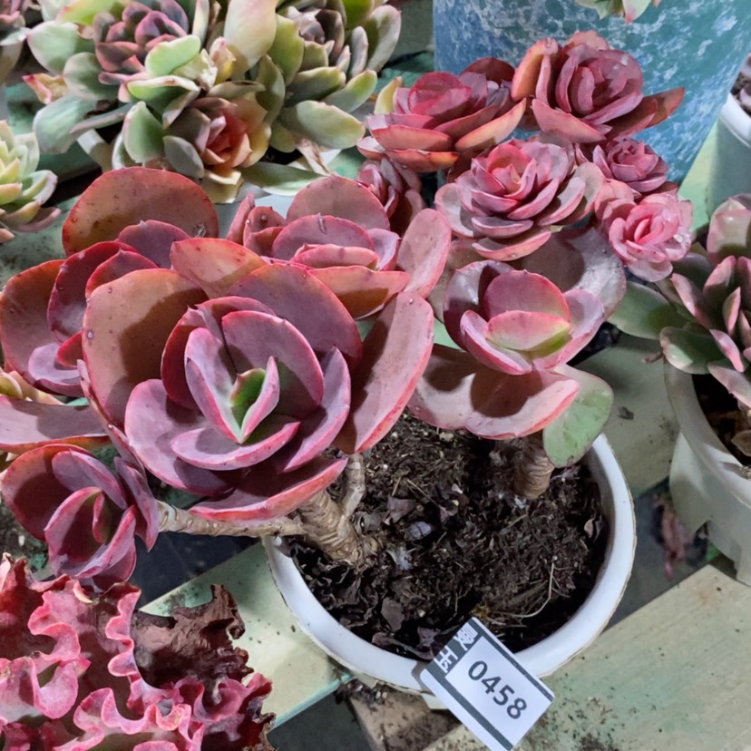 【闪购商品】大叶秀妍0458