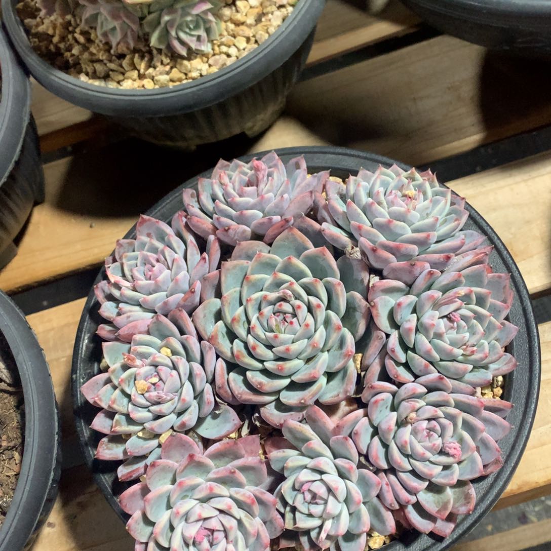 多肉植物多肉植物