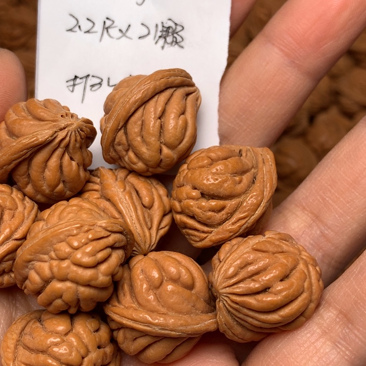 l***g野生龙纹桃核霸王龙