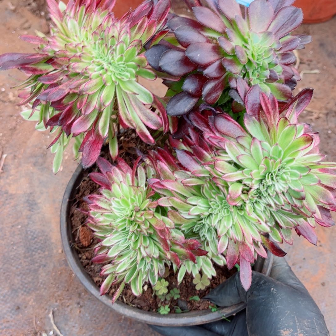 多肉植物313水墨丹青