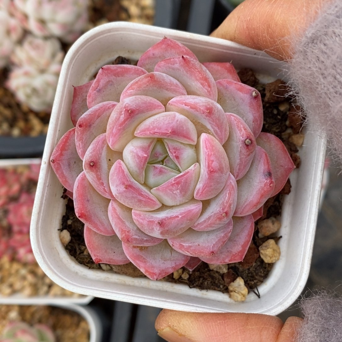 精品多肉一物一拍不包整536