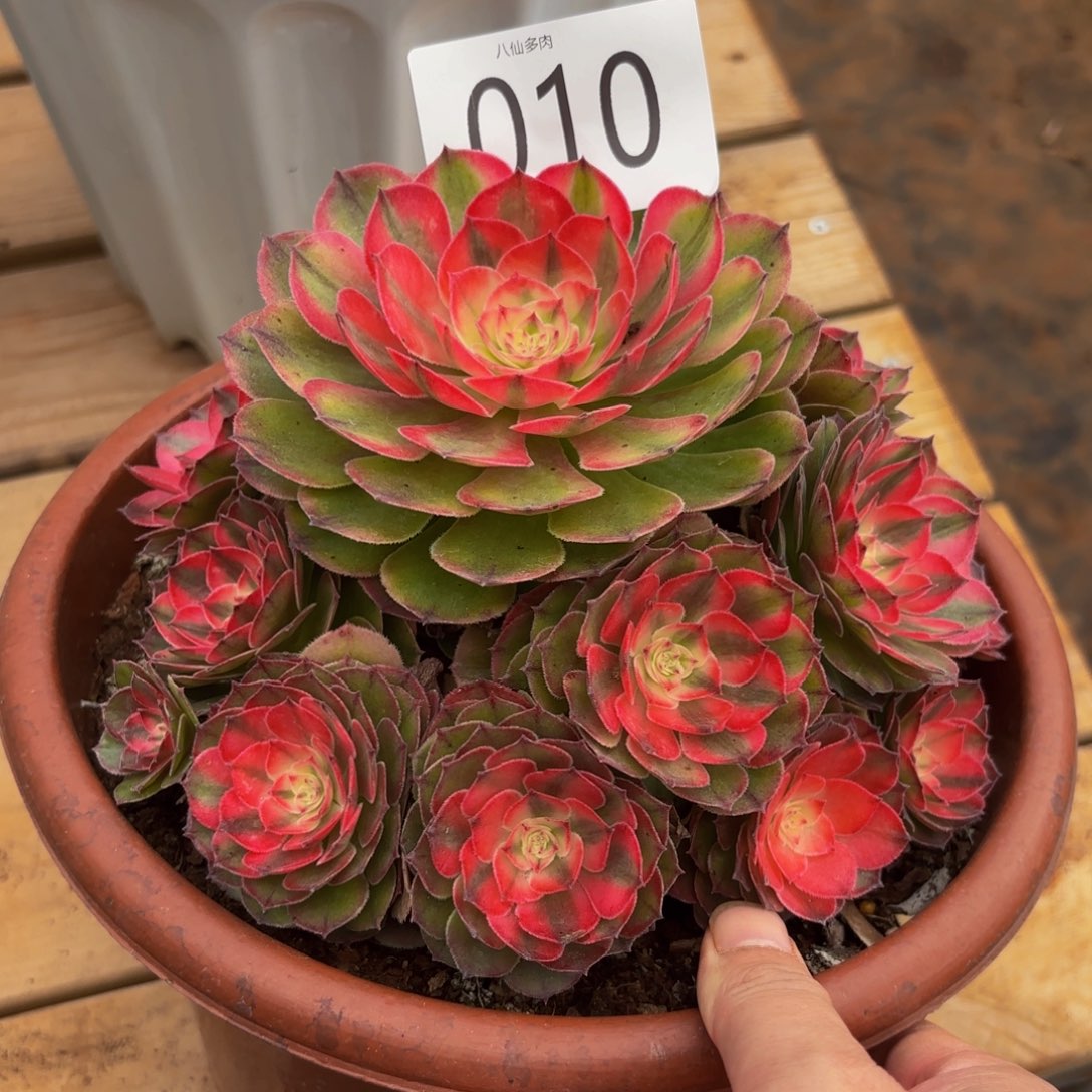 010多肉植物荔枝