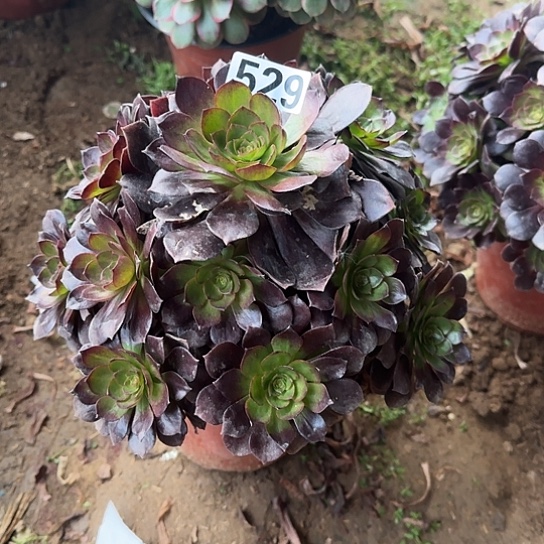 Z***莉无花朵黑529号不包断枝