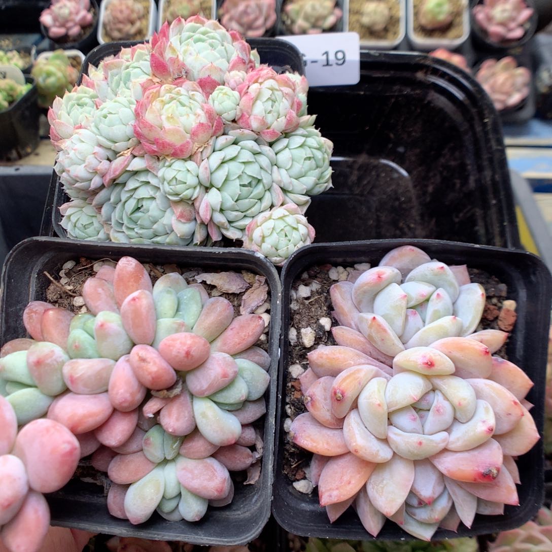 G19 ，柿子多肉20包邮两天凑单