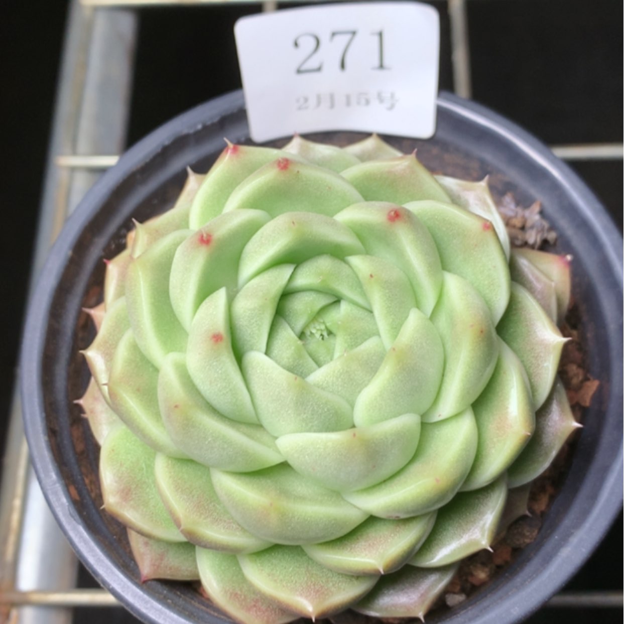 【闪购商品】云271麦秆