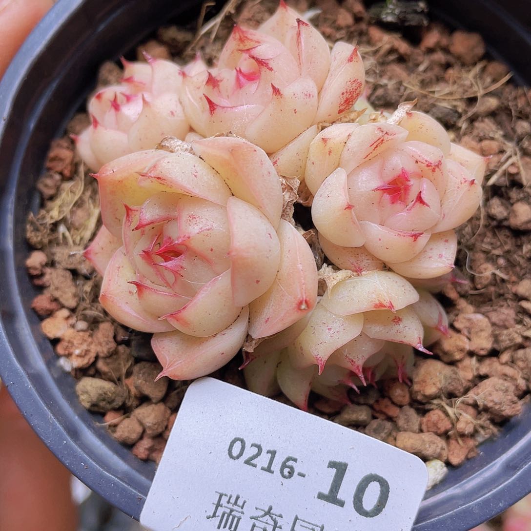 0000000000000010量拍