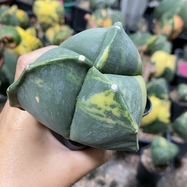 品*花花草草花花草草