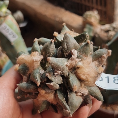 3518牡丹牡丹花开富贵花