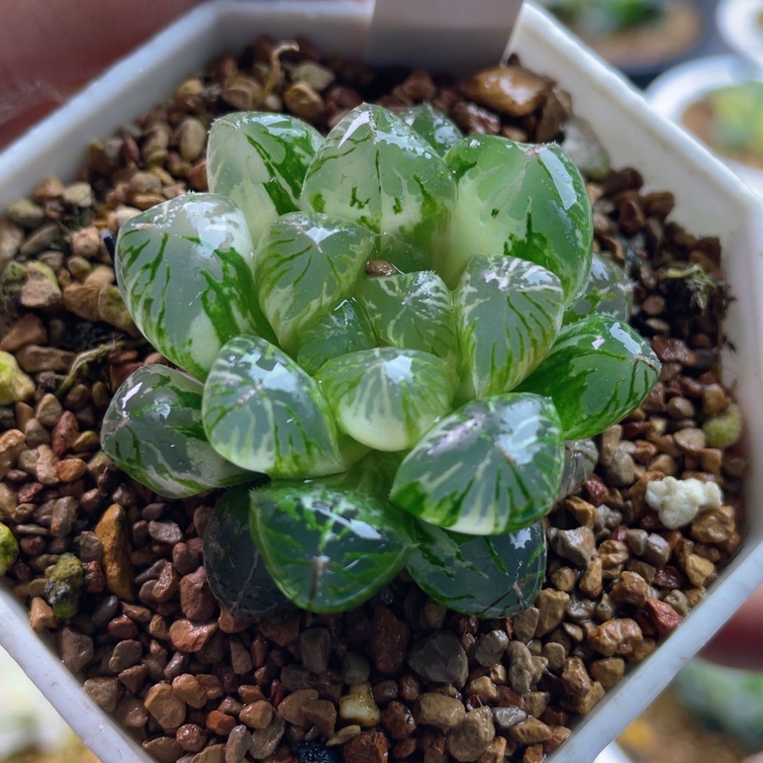 16.十二卷多肉塑料皮玉露锦。   