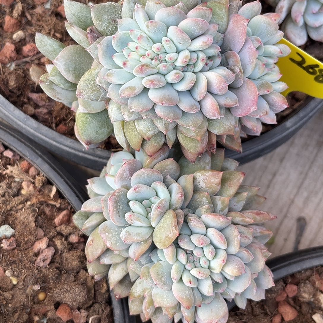 底切-星影缀两个。  