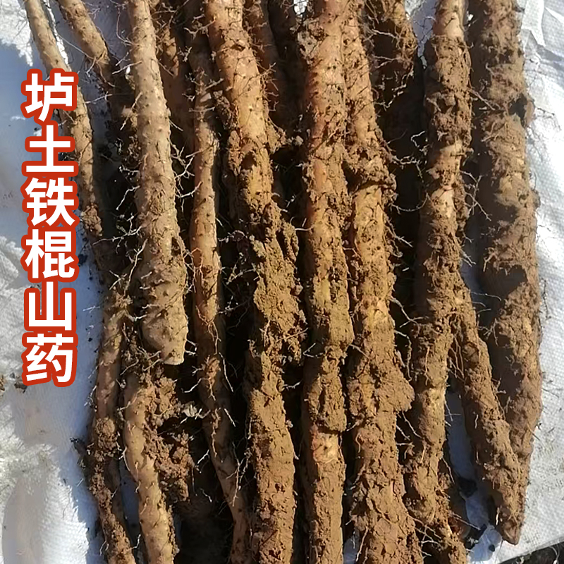 预售7天内发【顺丰发货】【红薯仙子】5斤装垆土怀山药（河南焦作）