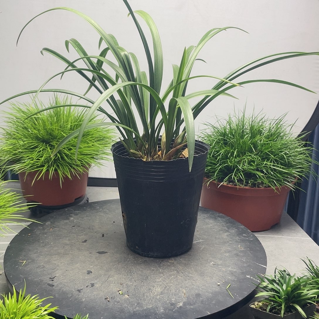 零***歌无花朵兰花，天胡荽组合