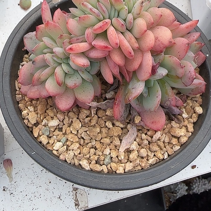 钱***了青蛙王子儿童牙膏11