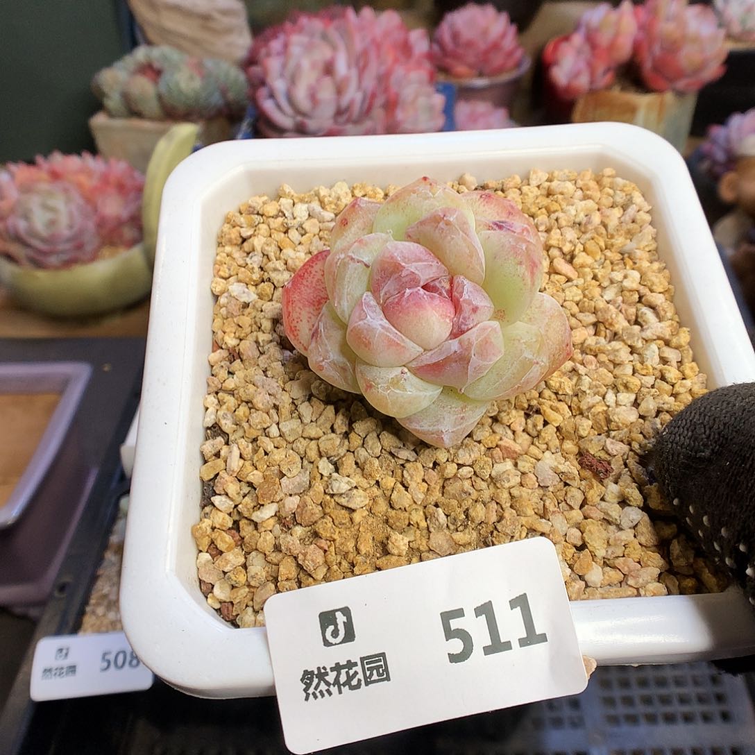 反*序511冰玉石化多肉植物