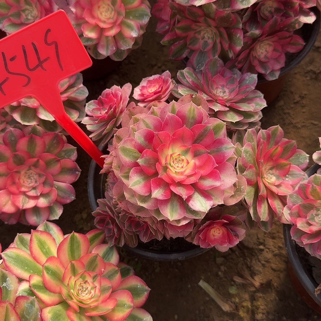 4549倾城多肉法师