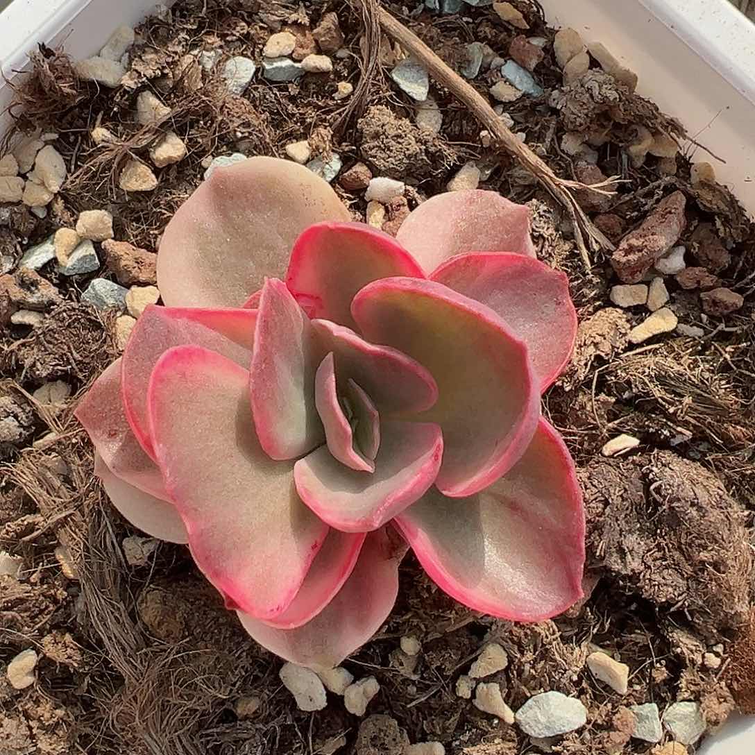 秀妍锦，覆轮锦多肉植物