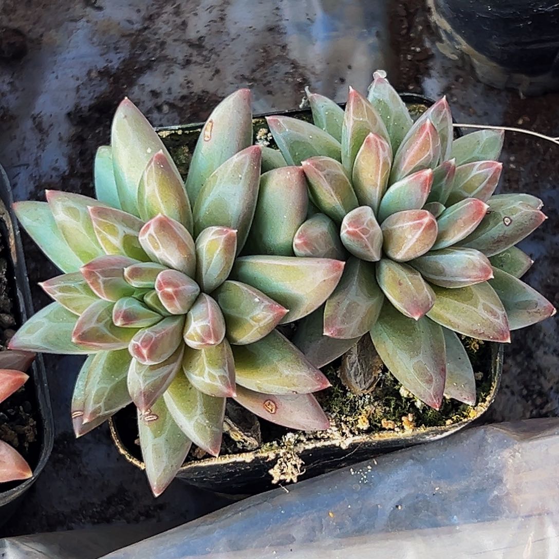 桔云多肉美人精品系列