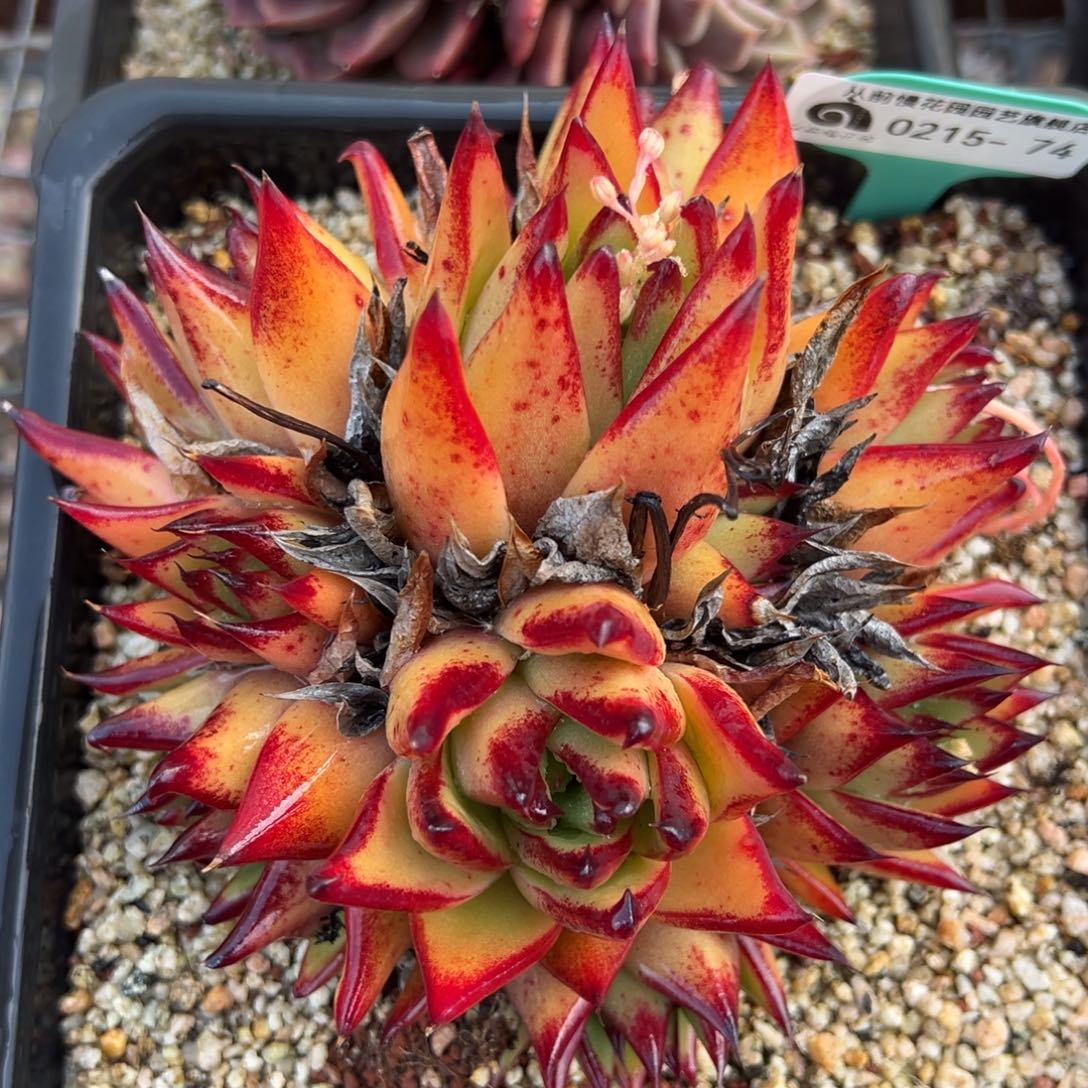 从前慢多肉精选编号0215.74