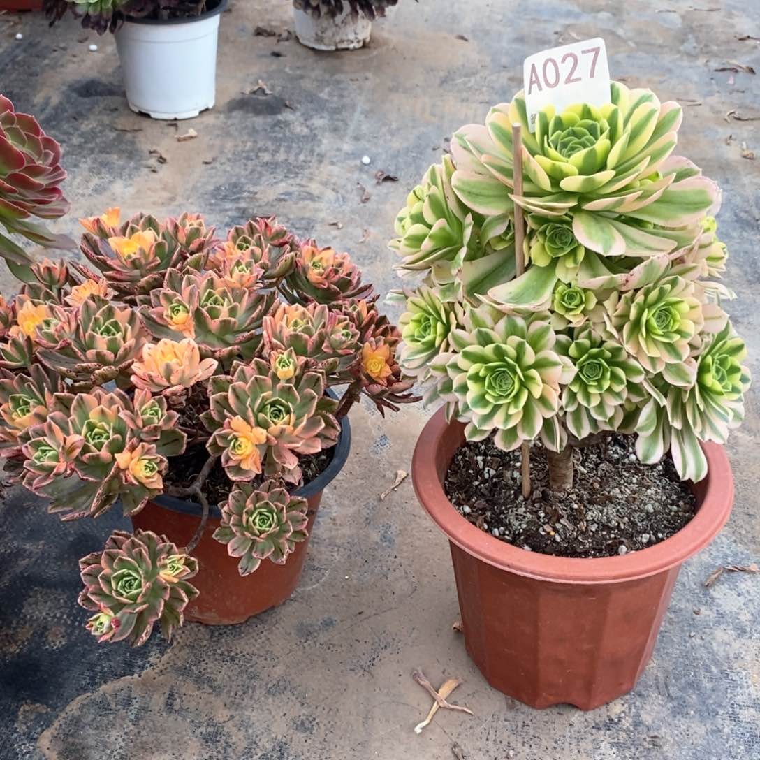 金丝翡翠组合027多肉法师植物