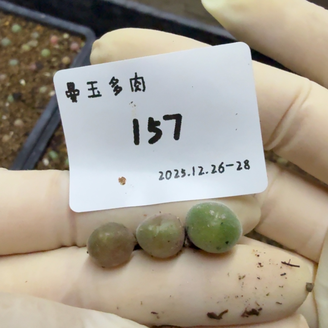 静***～多肉多肉多肉12-157