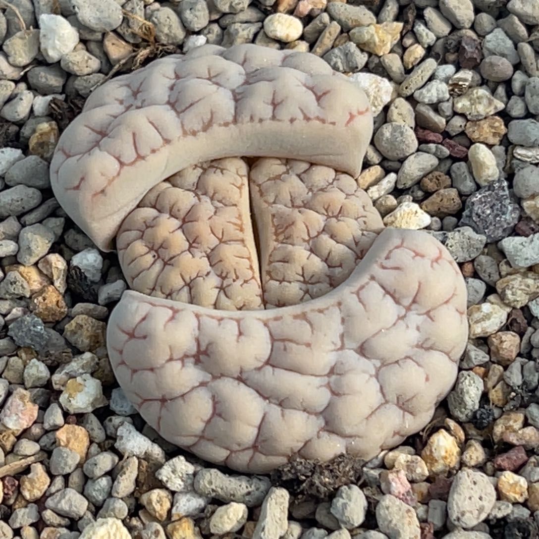 7537蜜纹凹凸189一颗