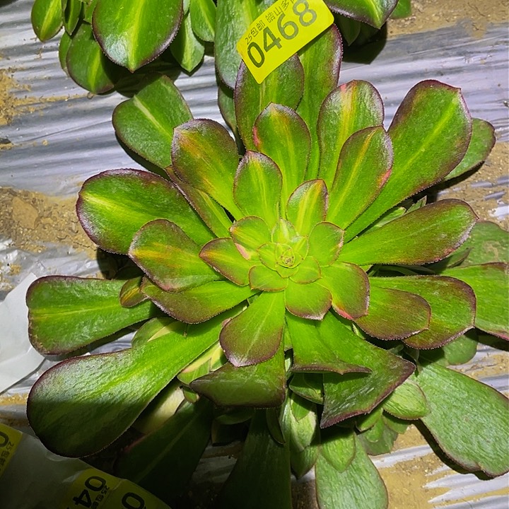 0468韶秀中班七彩多肉植物