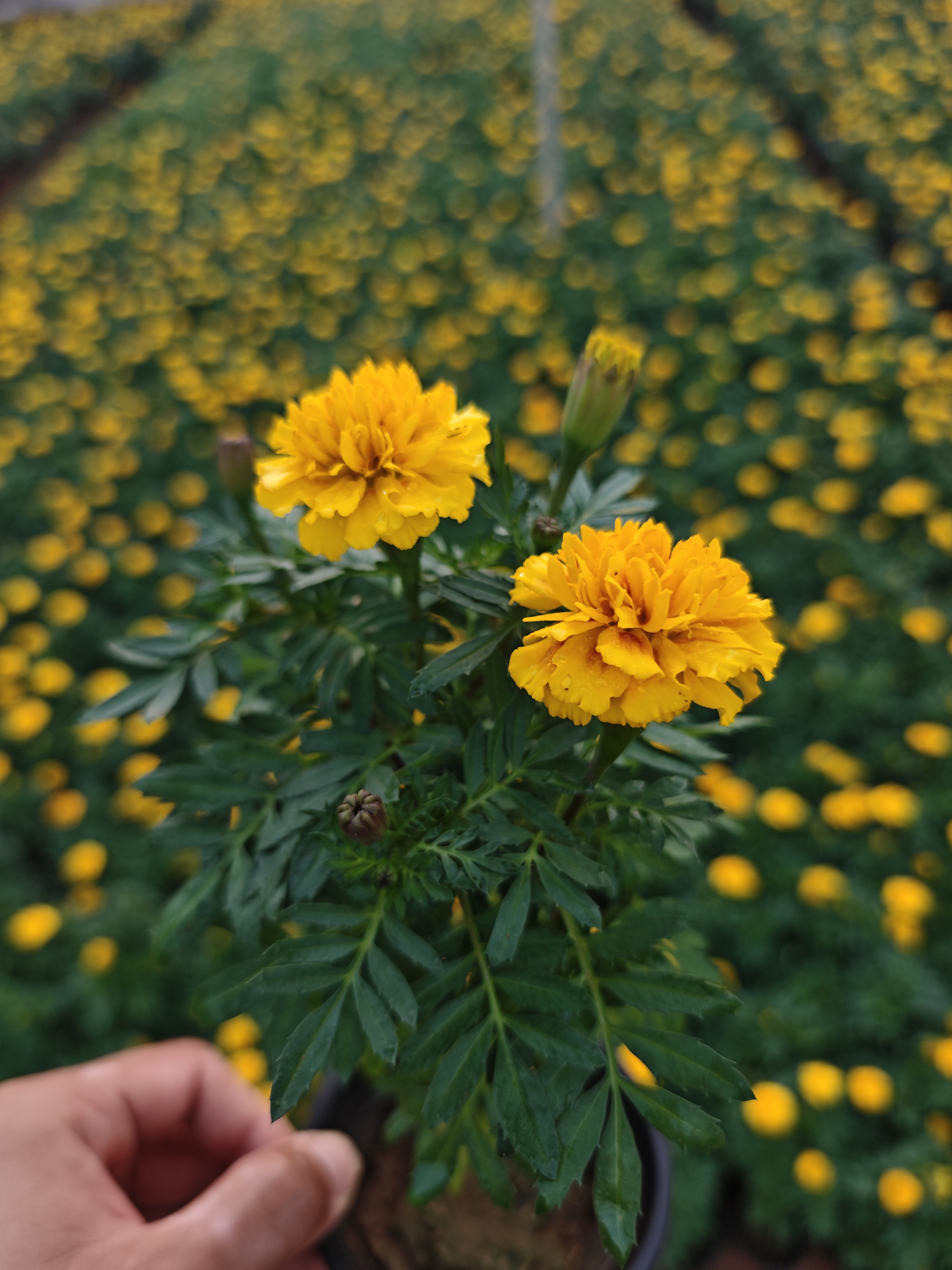[到手6盆]孔雀草盆栽四季开花易活适合室内外种植花卉植物