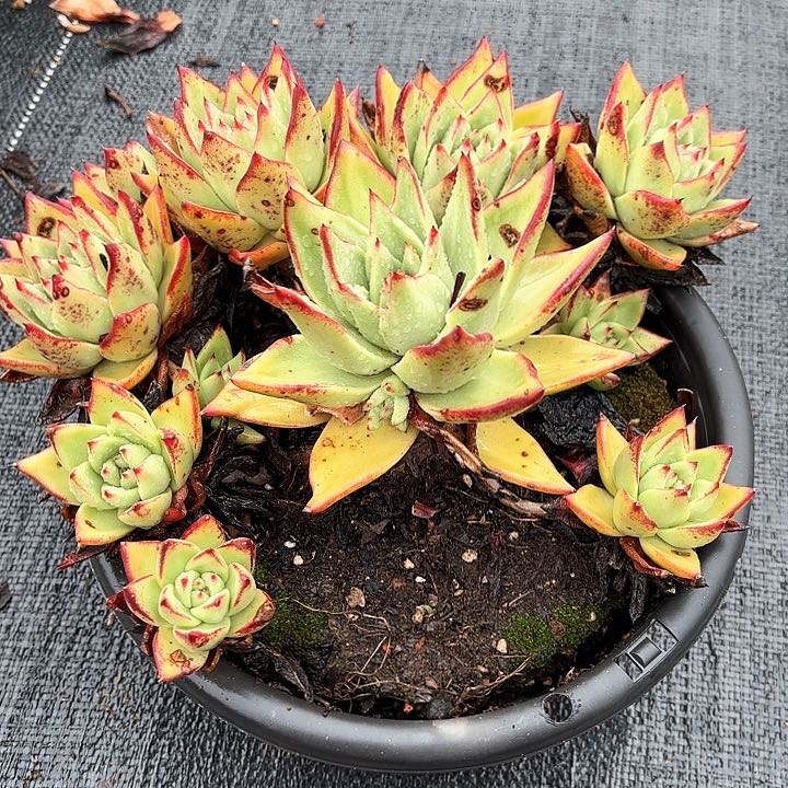 双**水多肉植物，清纯乌木