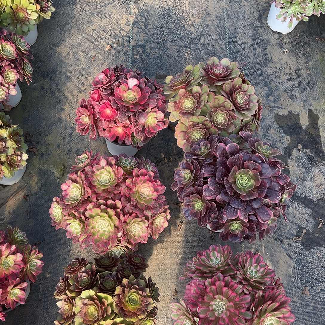 法师套餐老桩漂亮