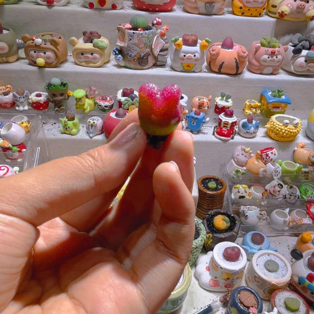 .****˖Q宝专属链接拍拍