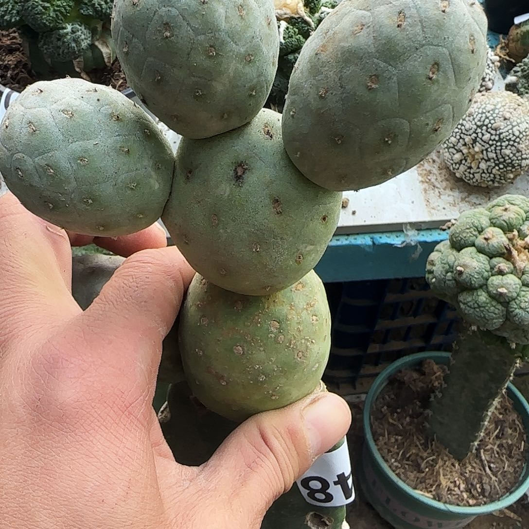 无刺习志野群头248仙人球