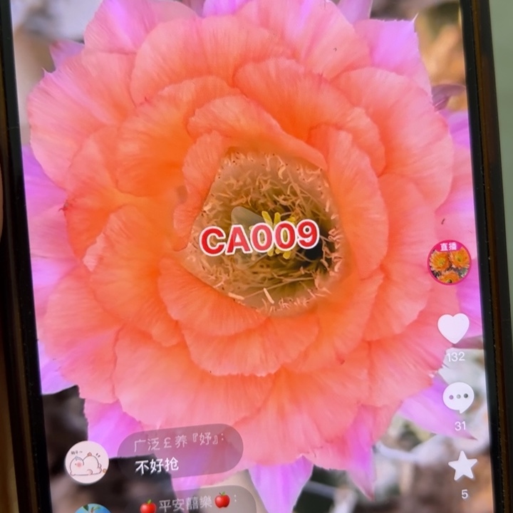 仙人球侧芽歪ca009