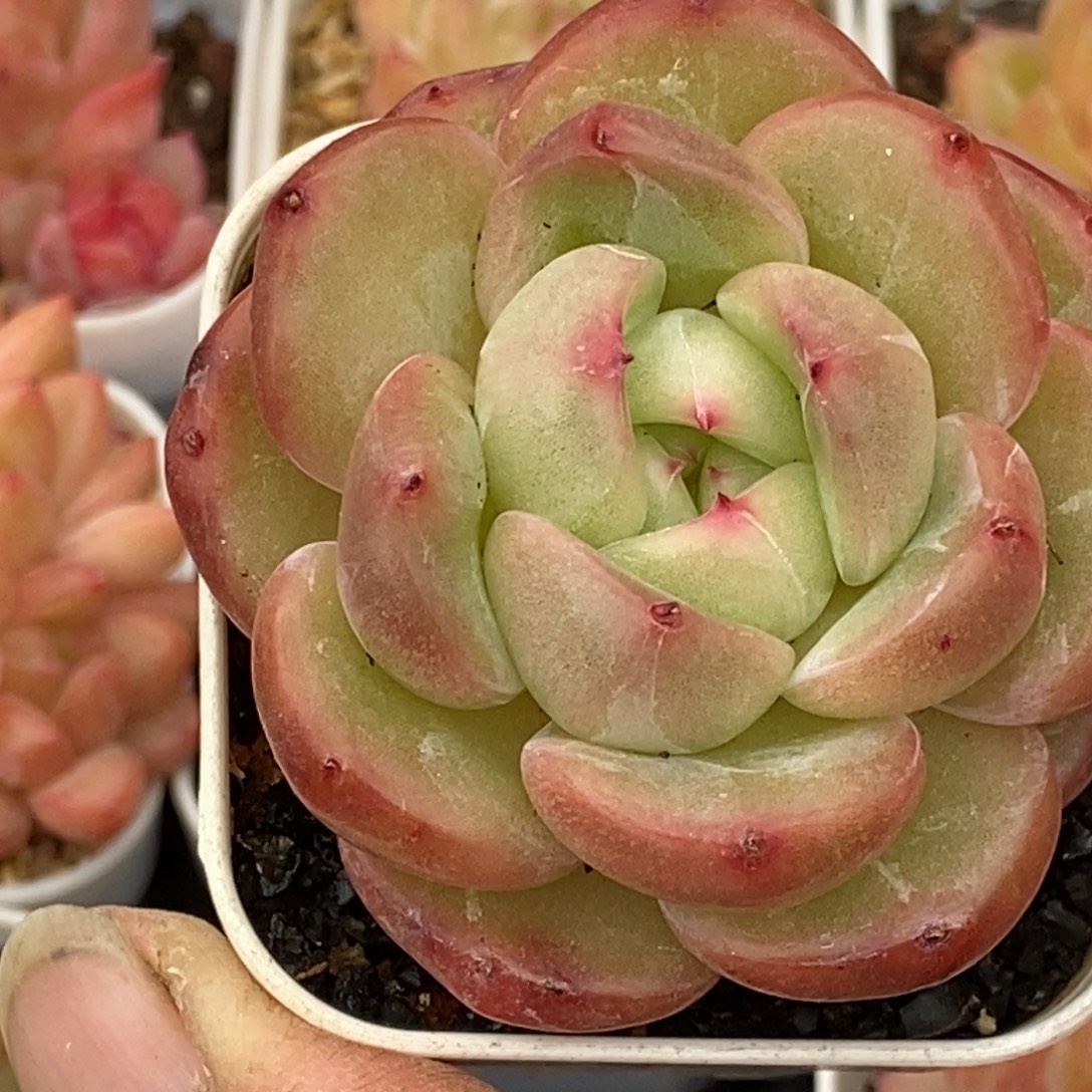 天官赐福百无禁忌