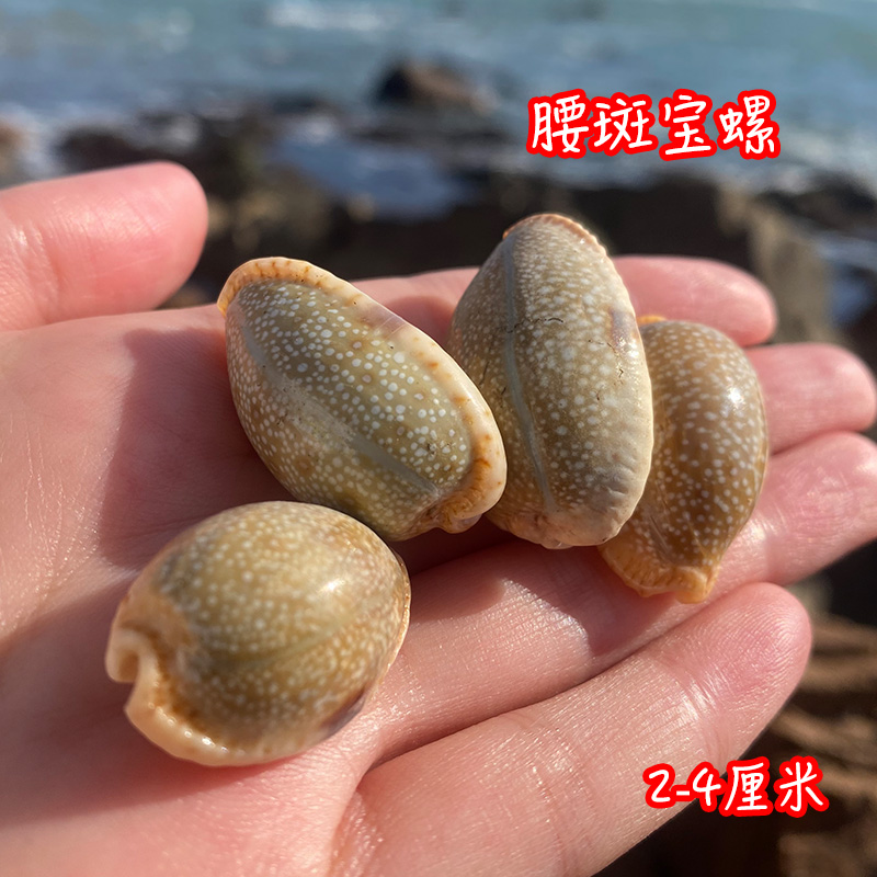  腰斑宝螺天然稀有海螺贝壳宝螺标本鱼缸水族造景装饰家居收藏品