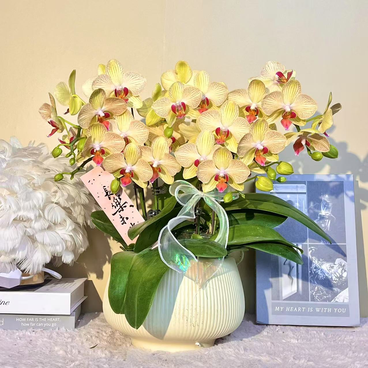 花掌柜  暖阳 年宵花蝴蝶兰金黄色花型 室内精品观赏 真花