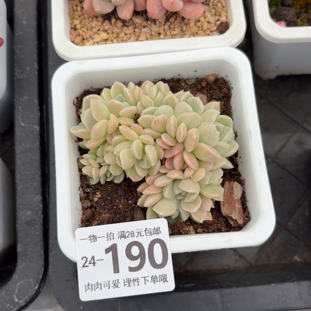 奶油美人缀无盆土发