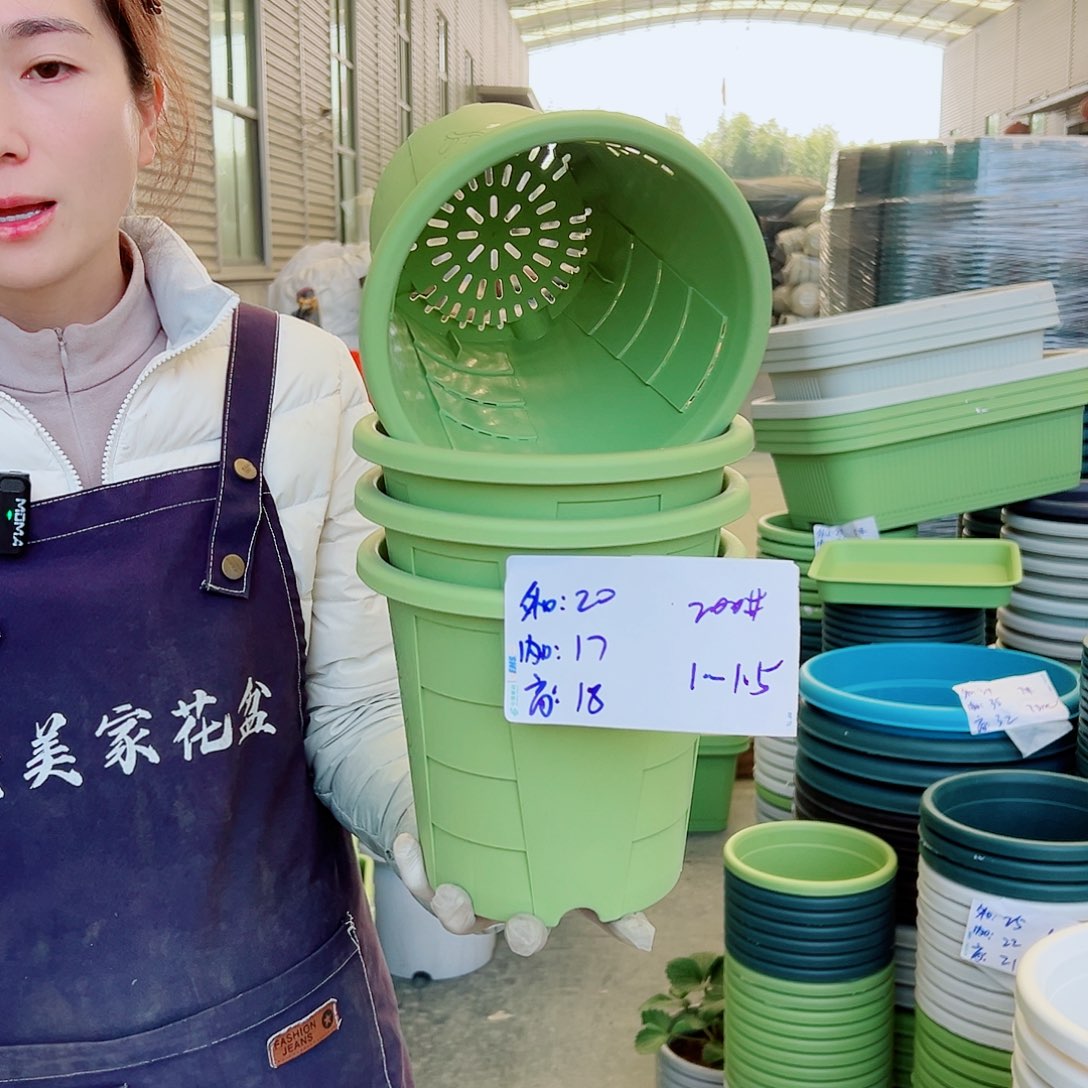 玫瑰盆200#果绿5个无托