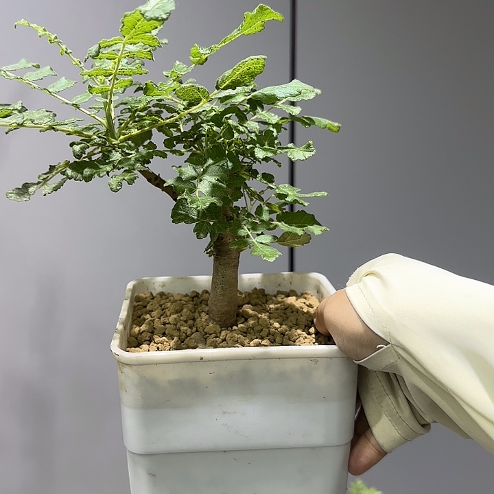 神圣乳香实生带盆