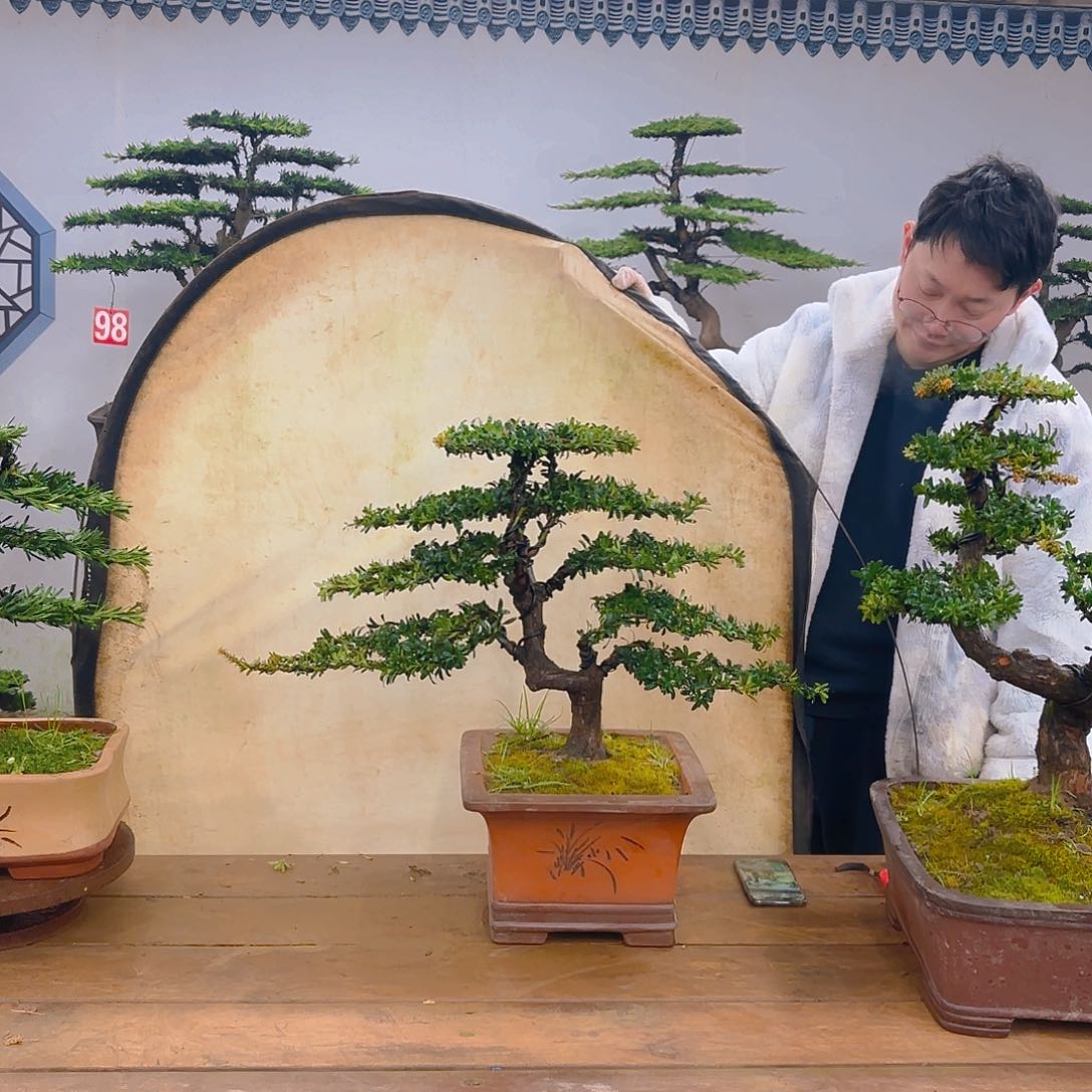 木红芽罗汉松带盆