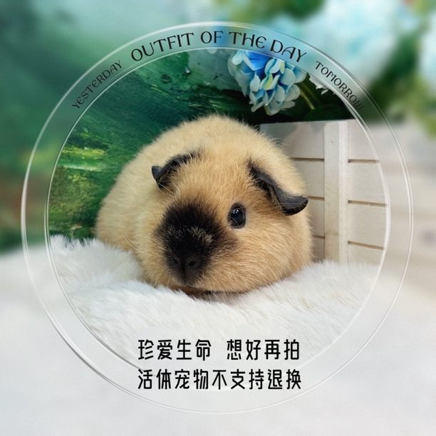 泰加妹妹 荷兰猪 豚鼠包邮包风险