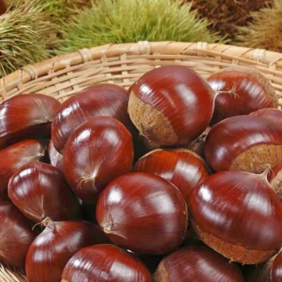 新鲜丹东板栗5斤大果生板栗生吃炖鸡坏果包赔难剥皮非油栗锥栗